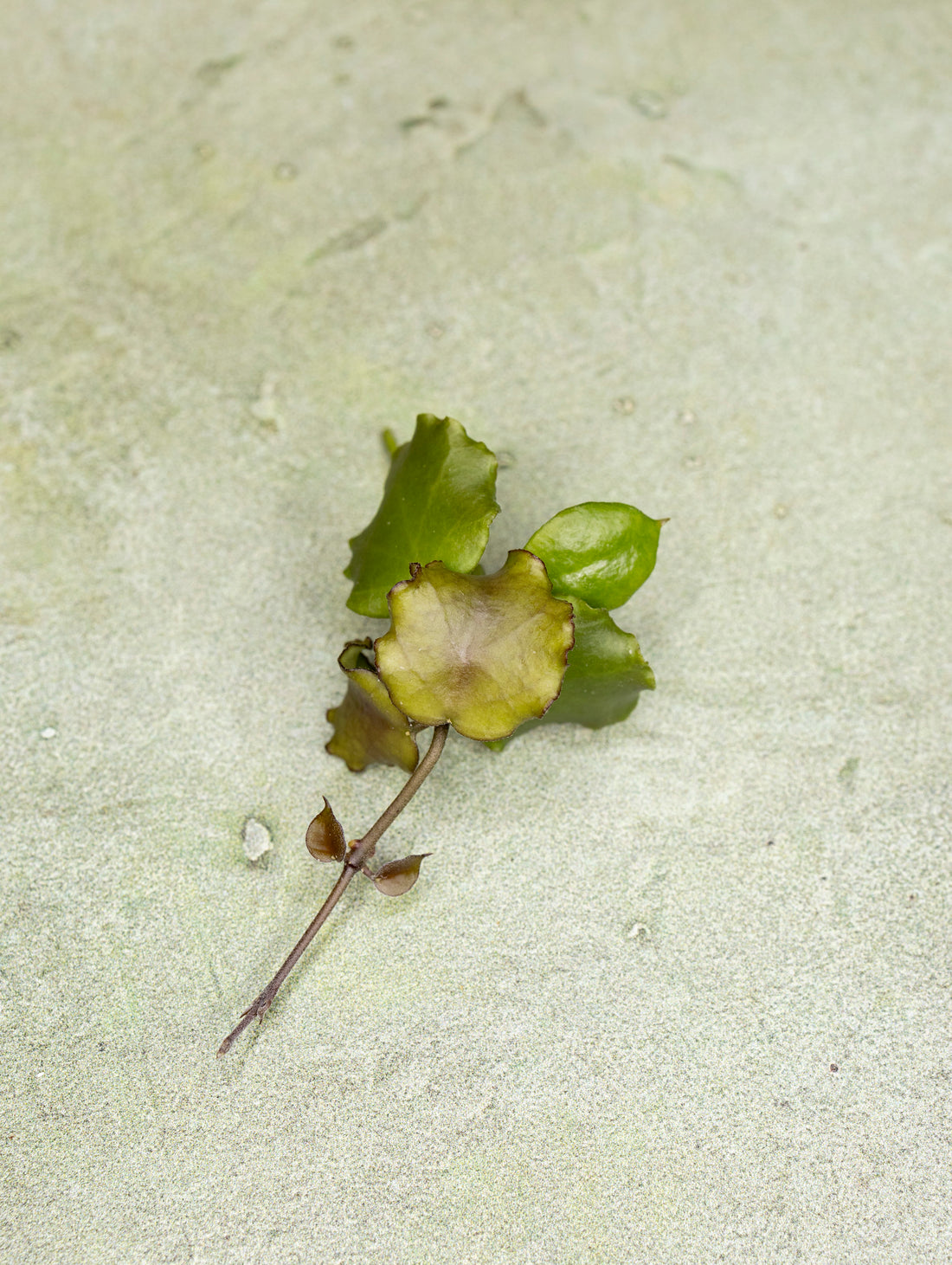 Hoya Endauensis