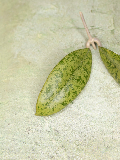 Hoya Finlaysonii Panggha