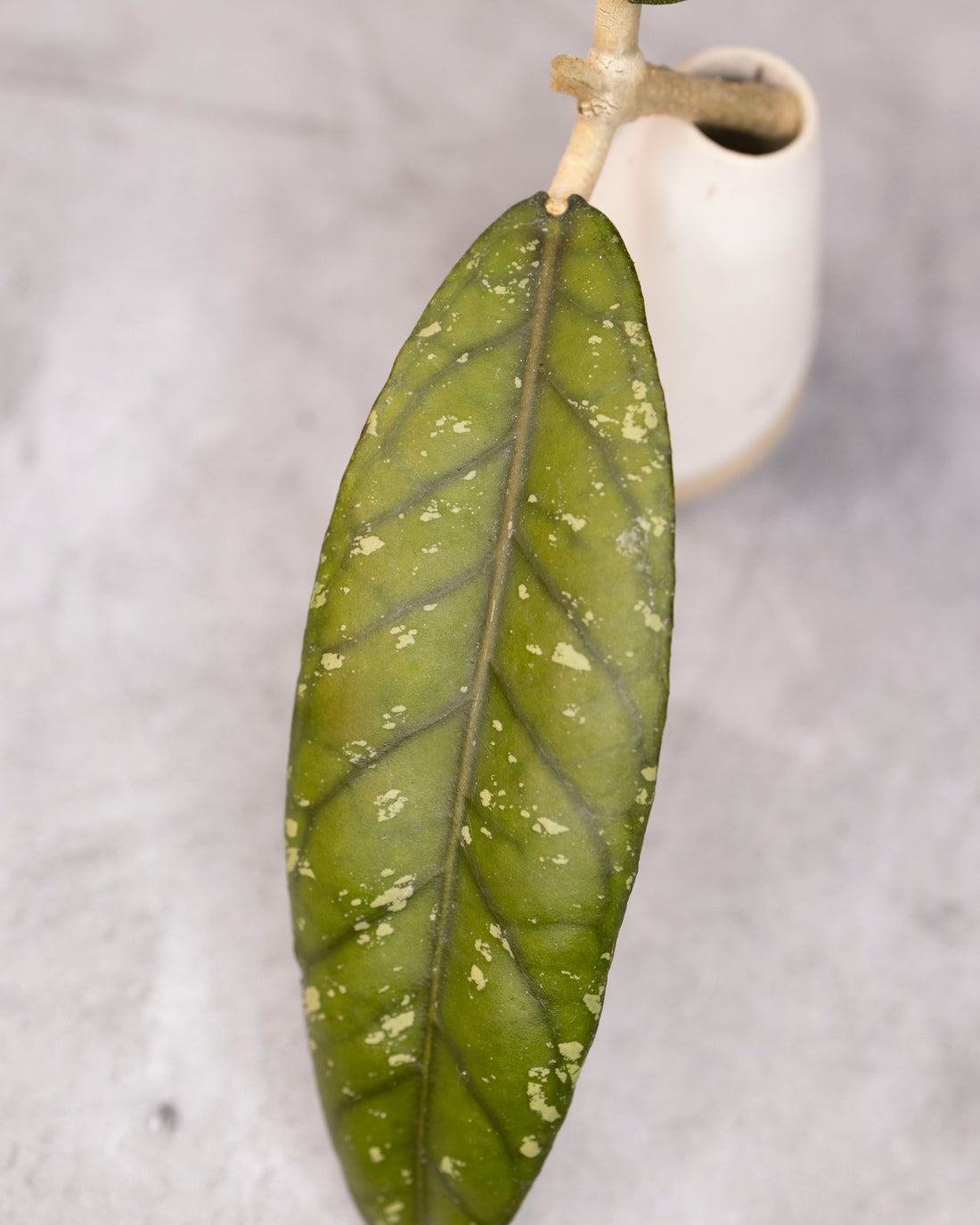 Hoya sp. Aceh &