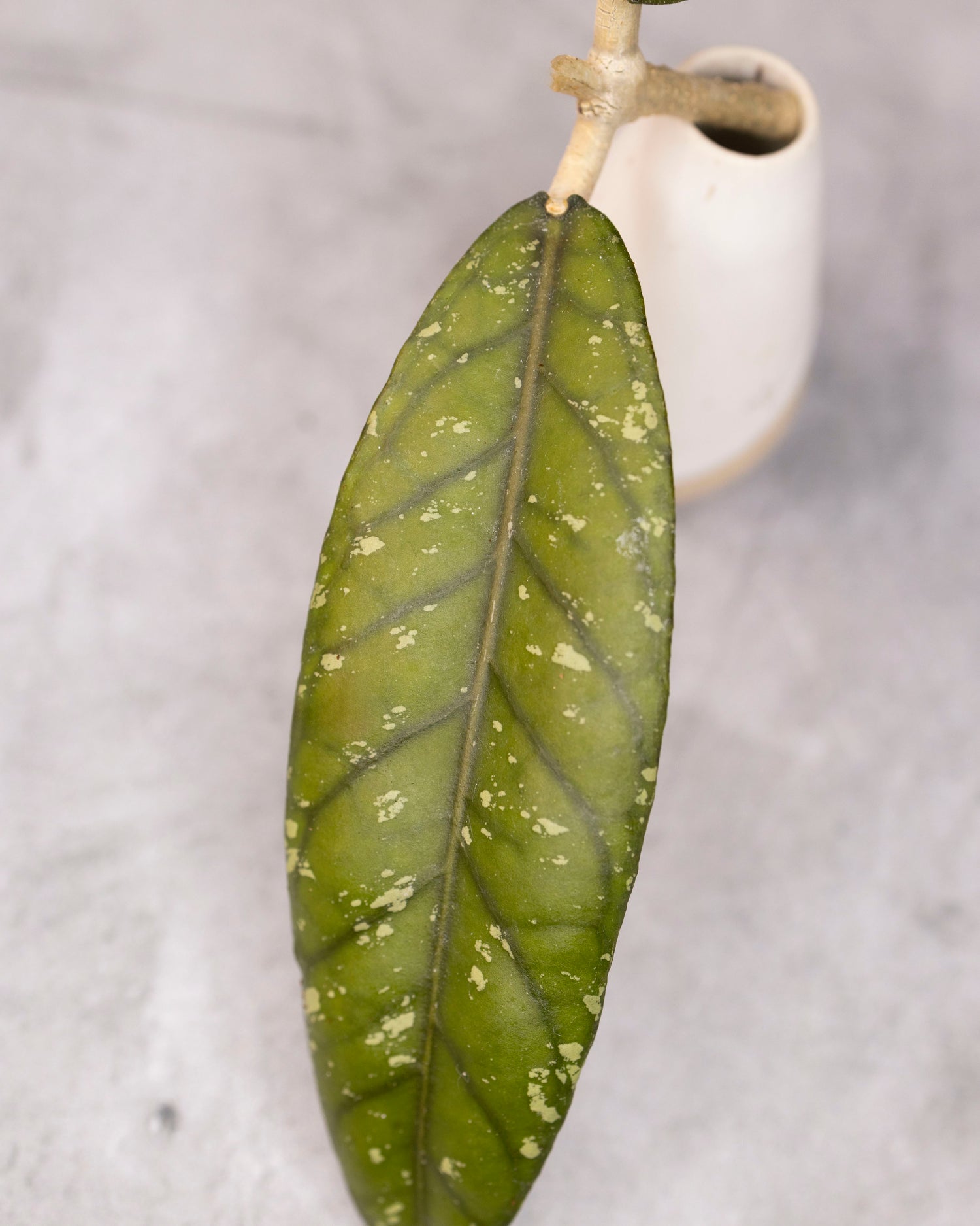 Hoya sp. Aceh &