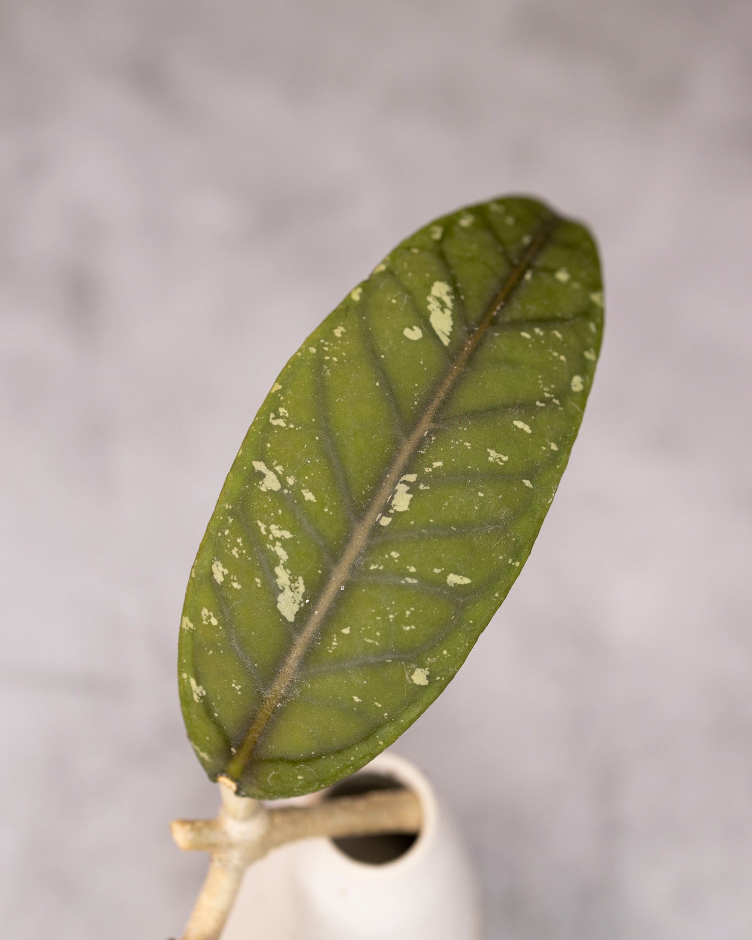 Hoya sp. Aceh &