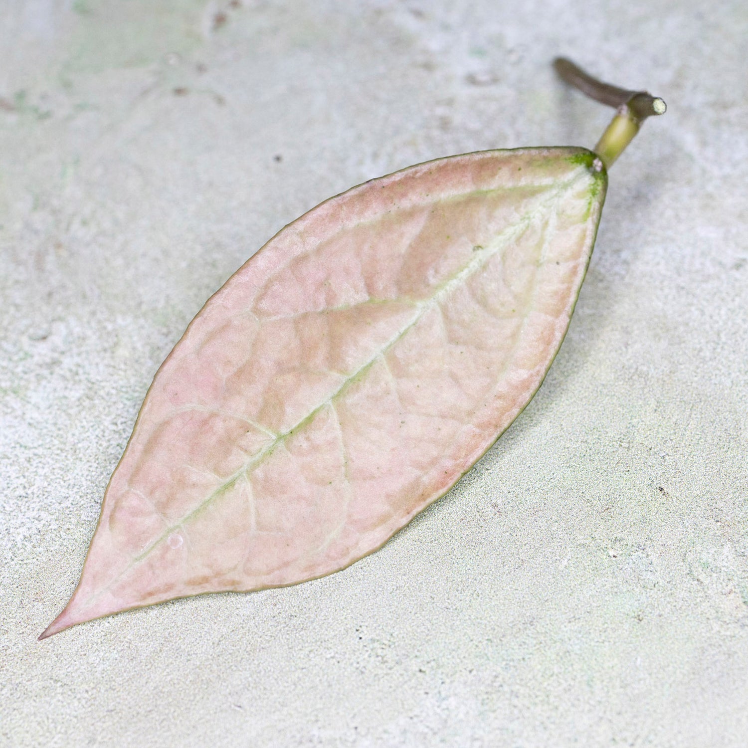 Hoya Germany Silver