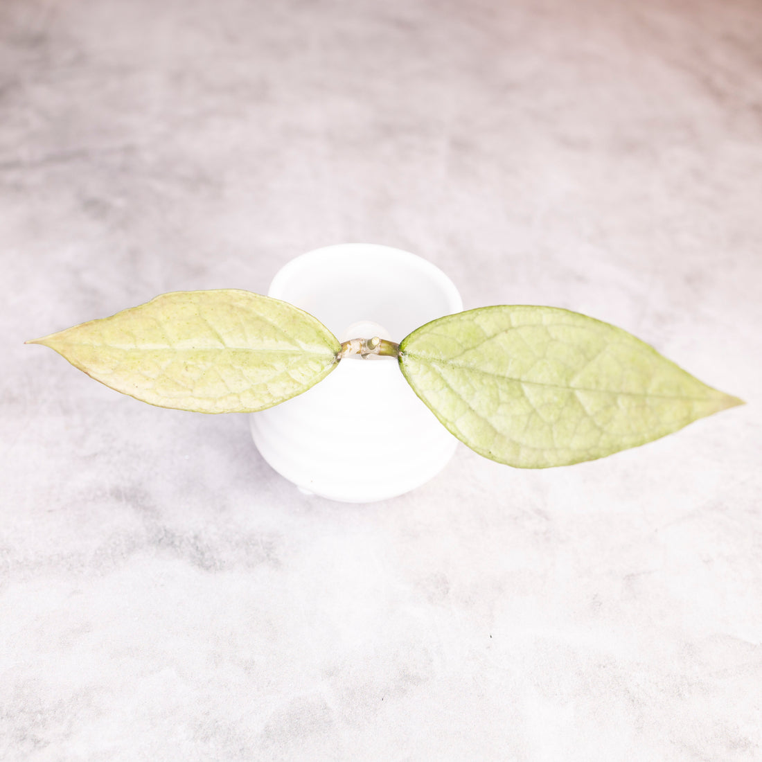 Hoya Germany Silver