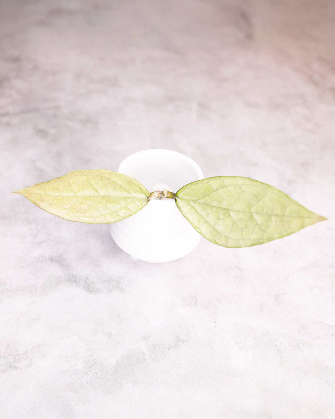 White cup with green leaf-shaped wings on a light gray background