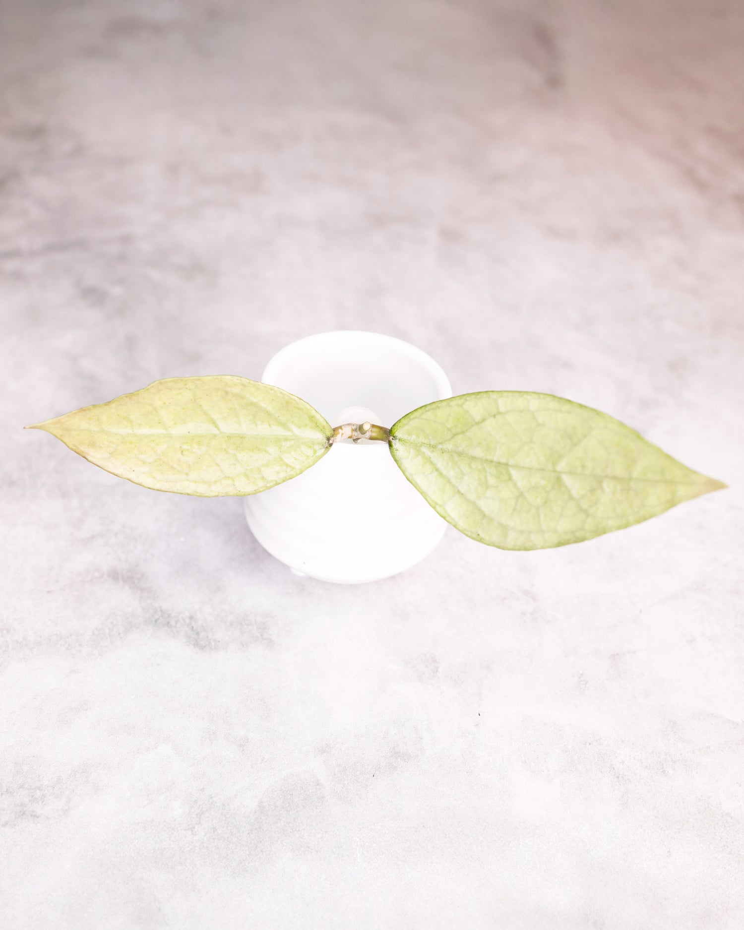 White cup with green leaf-shaped wings on a light gray background