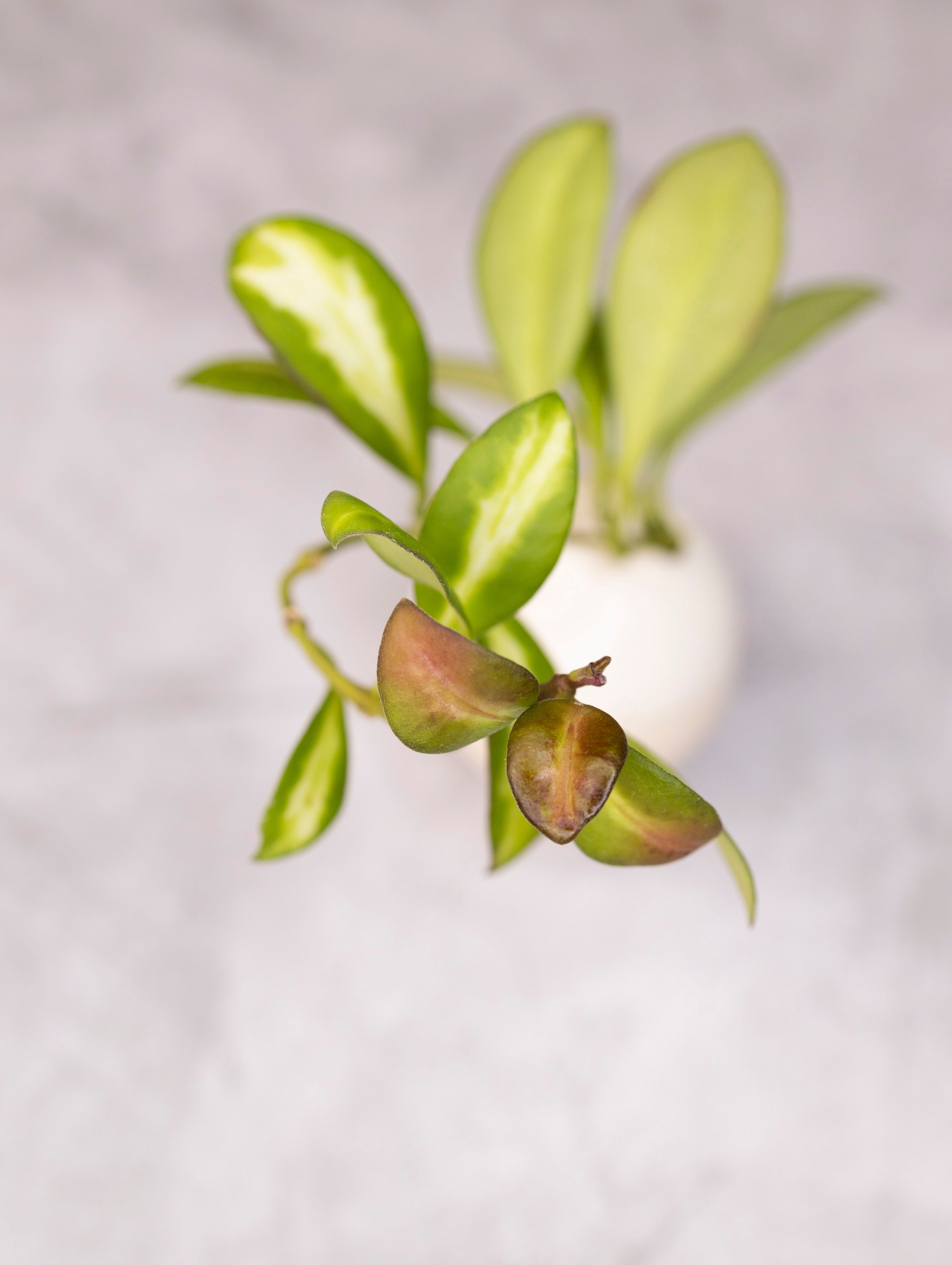 Hoya heuschkeliana &