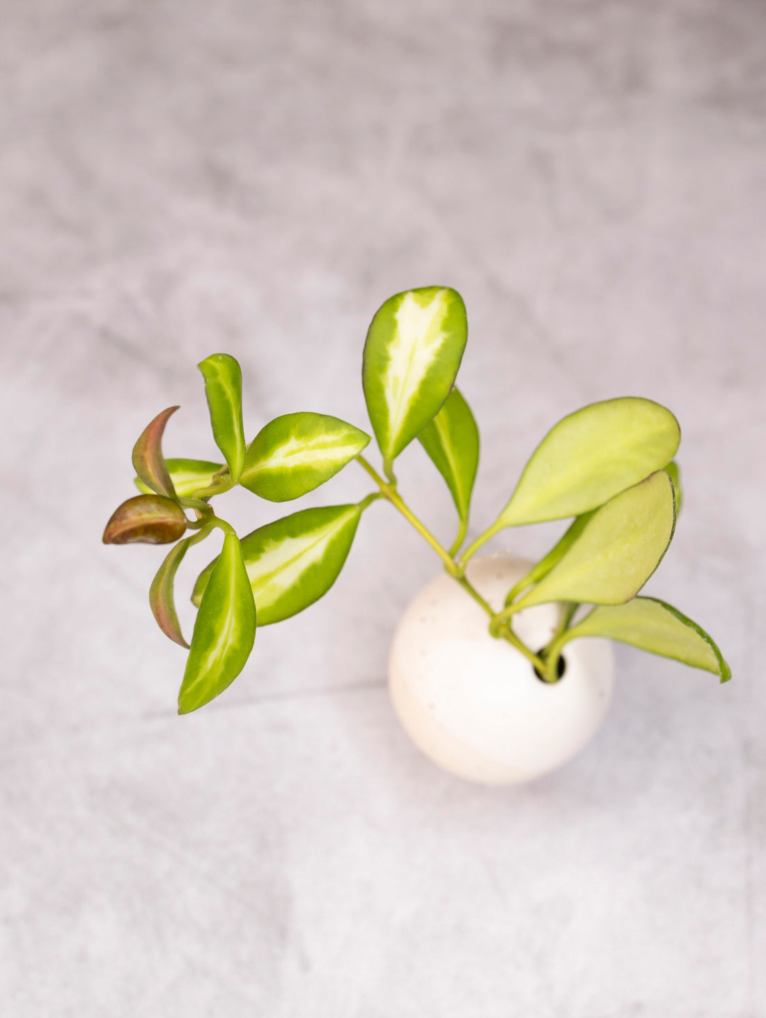 Hoya heuschkeliana &