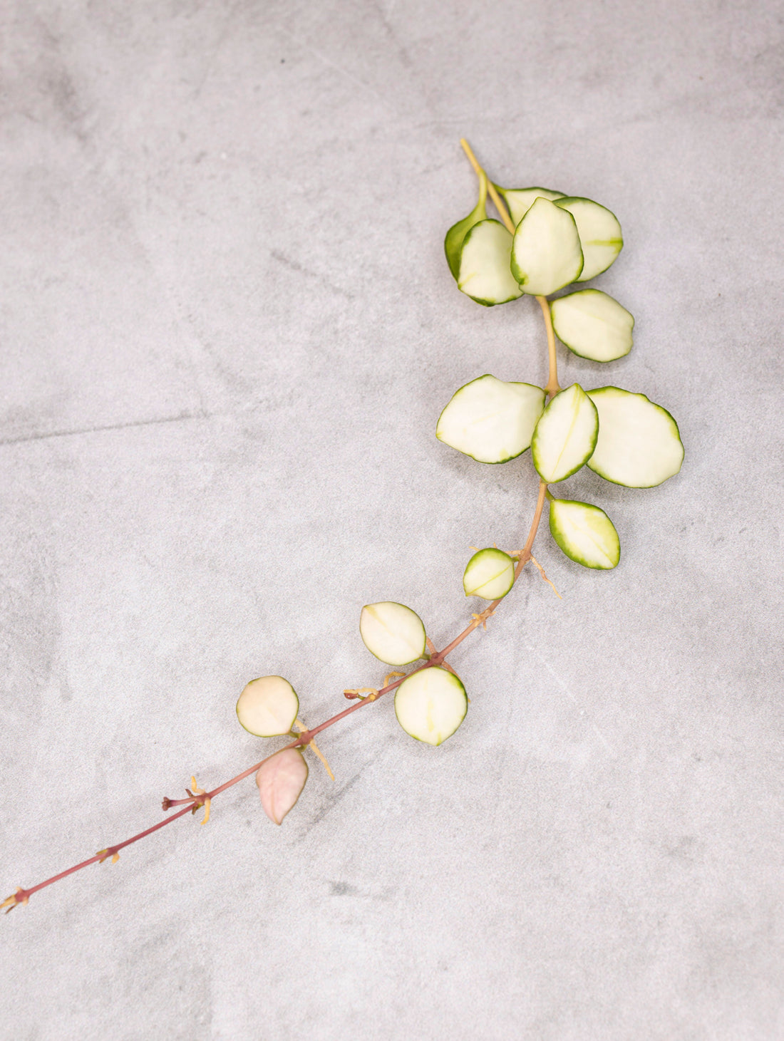 Hoya heuschkeliana (variegated)