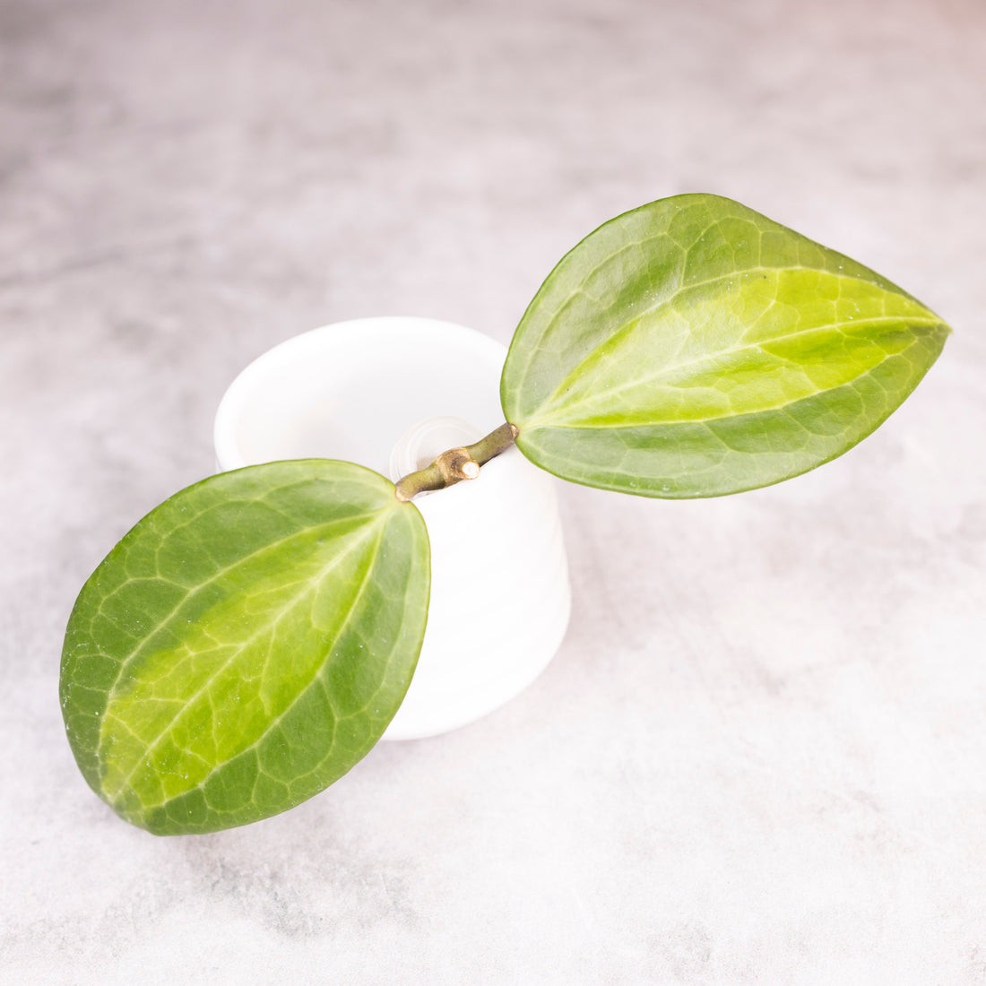 Hoya Latifolia Green Inner Variegated