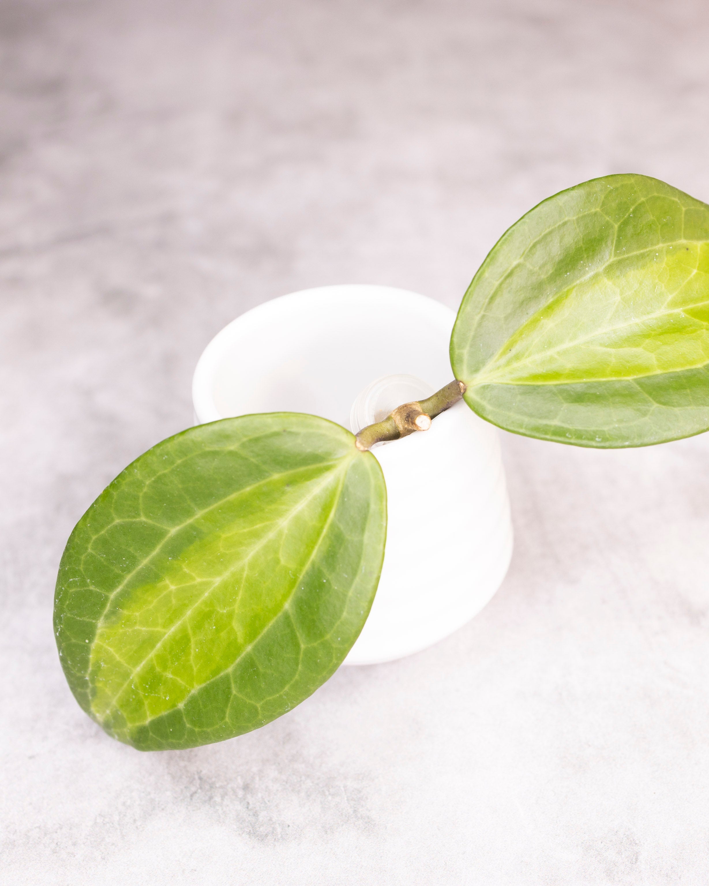 Hoya Latifolia Green Inner Variegated