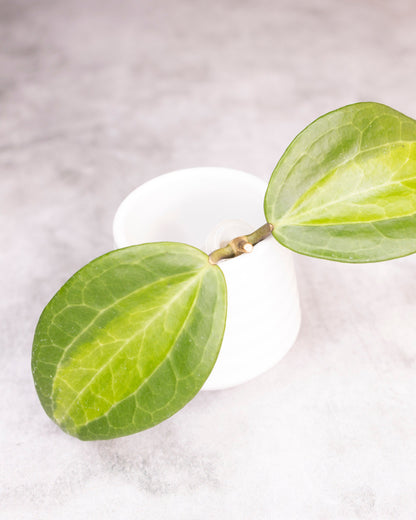 Hoya Latifolia Green Inner Variegated
