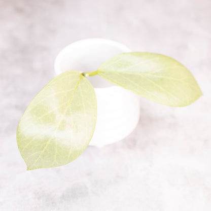 Hoya Obscura Cryptic Chrome