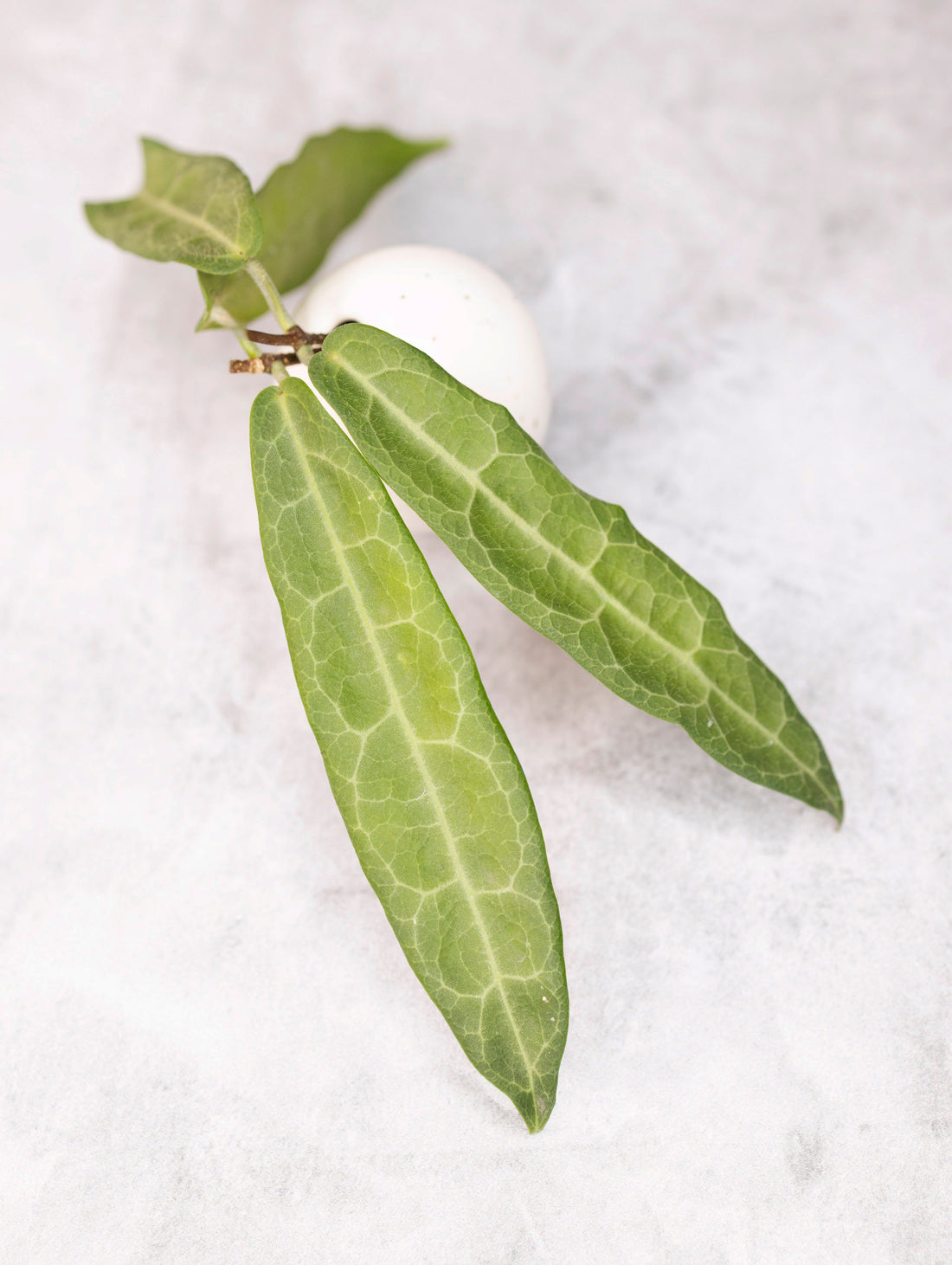 Hoya hypolasia