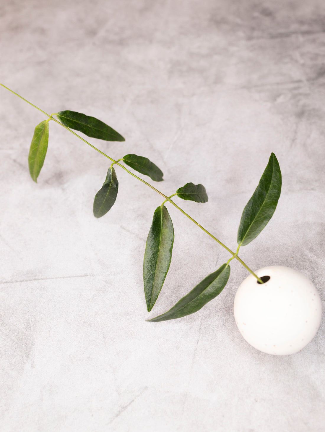 Hoya Paradisea (IM04)