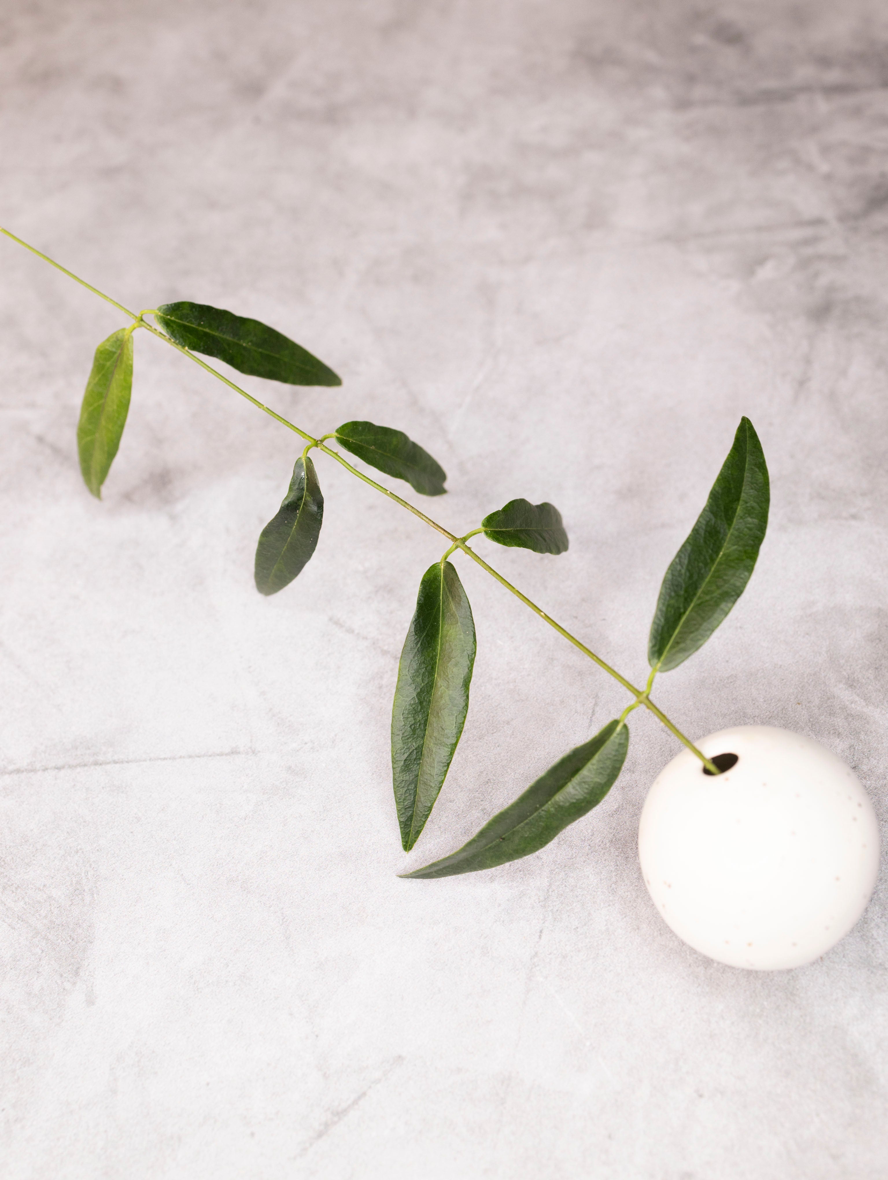 Hoya Paradisea (IM04)