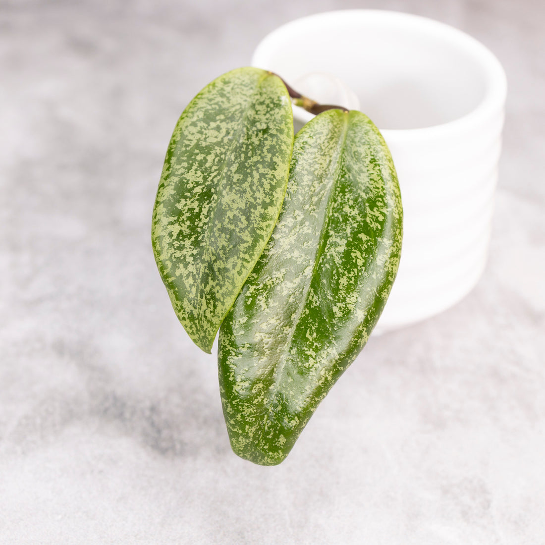Hoya Jita Silver