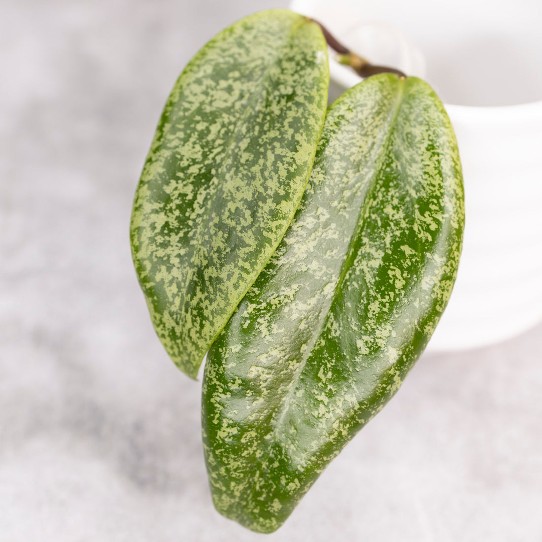 Hoya Jita Silver