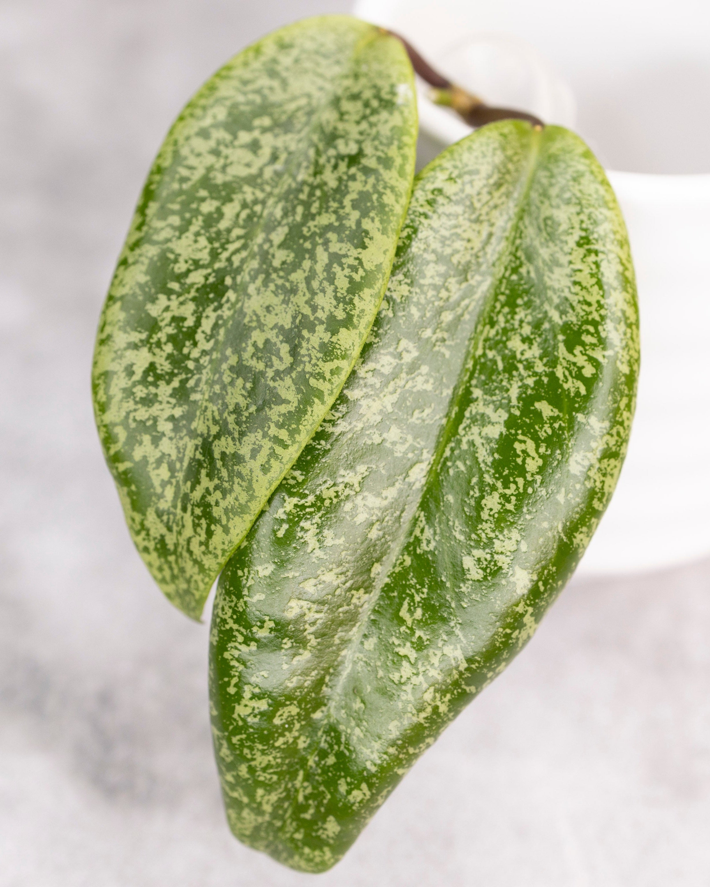 Hoya &