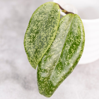 Hoya Jita Silver