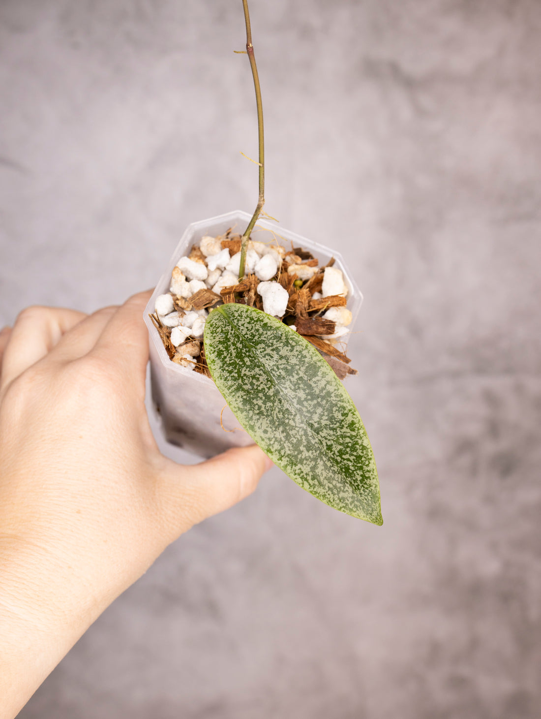 Hoya Jita Silver