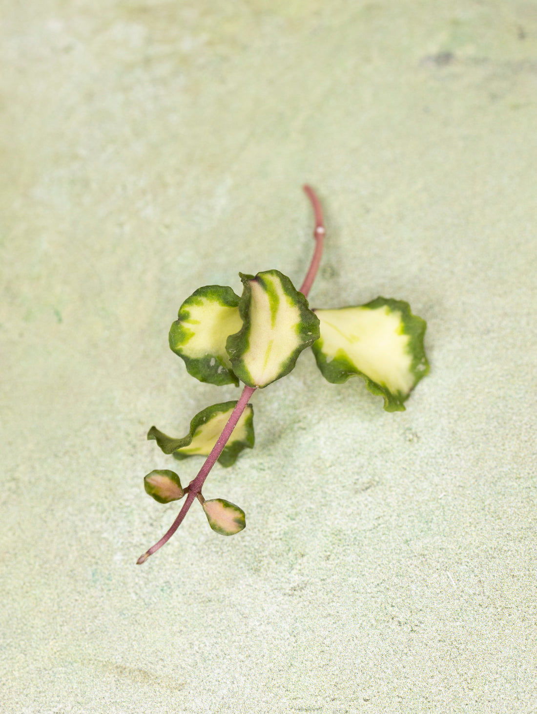 Hoya Kanyakumariana Variegated