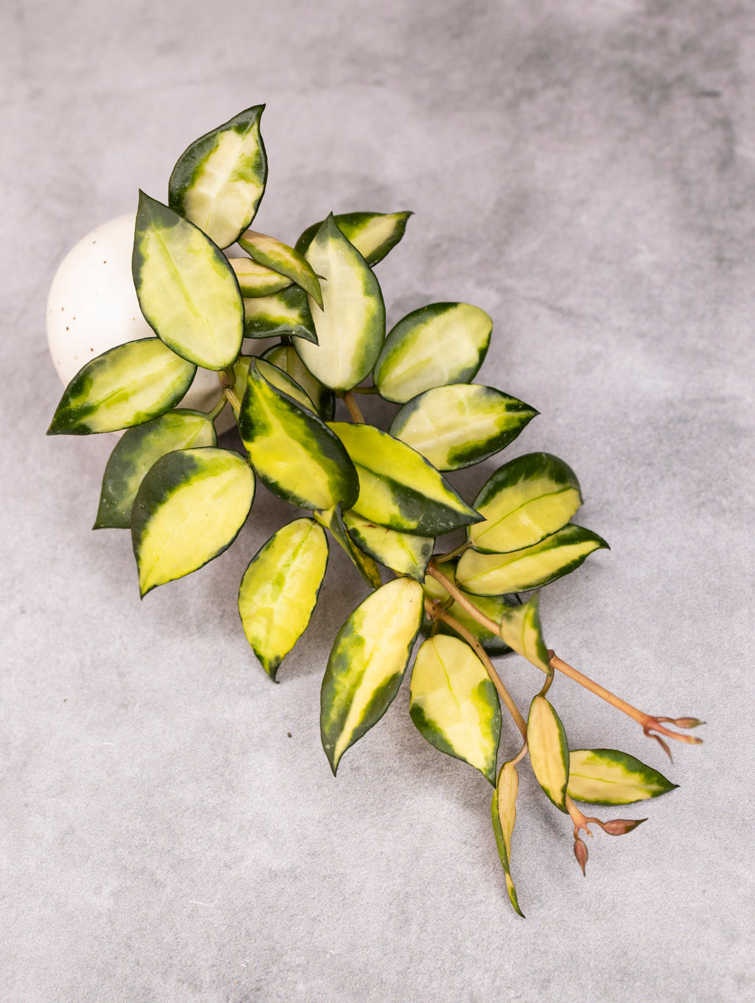 Hoya lacunosa &