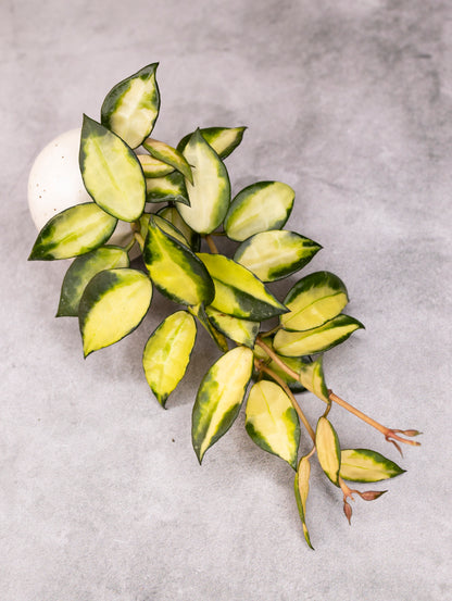 Hoya lacunosa &