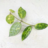 Hoya Lacunosa Amarillo