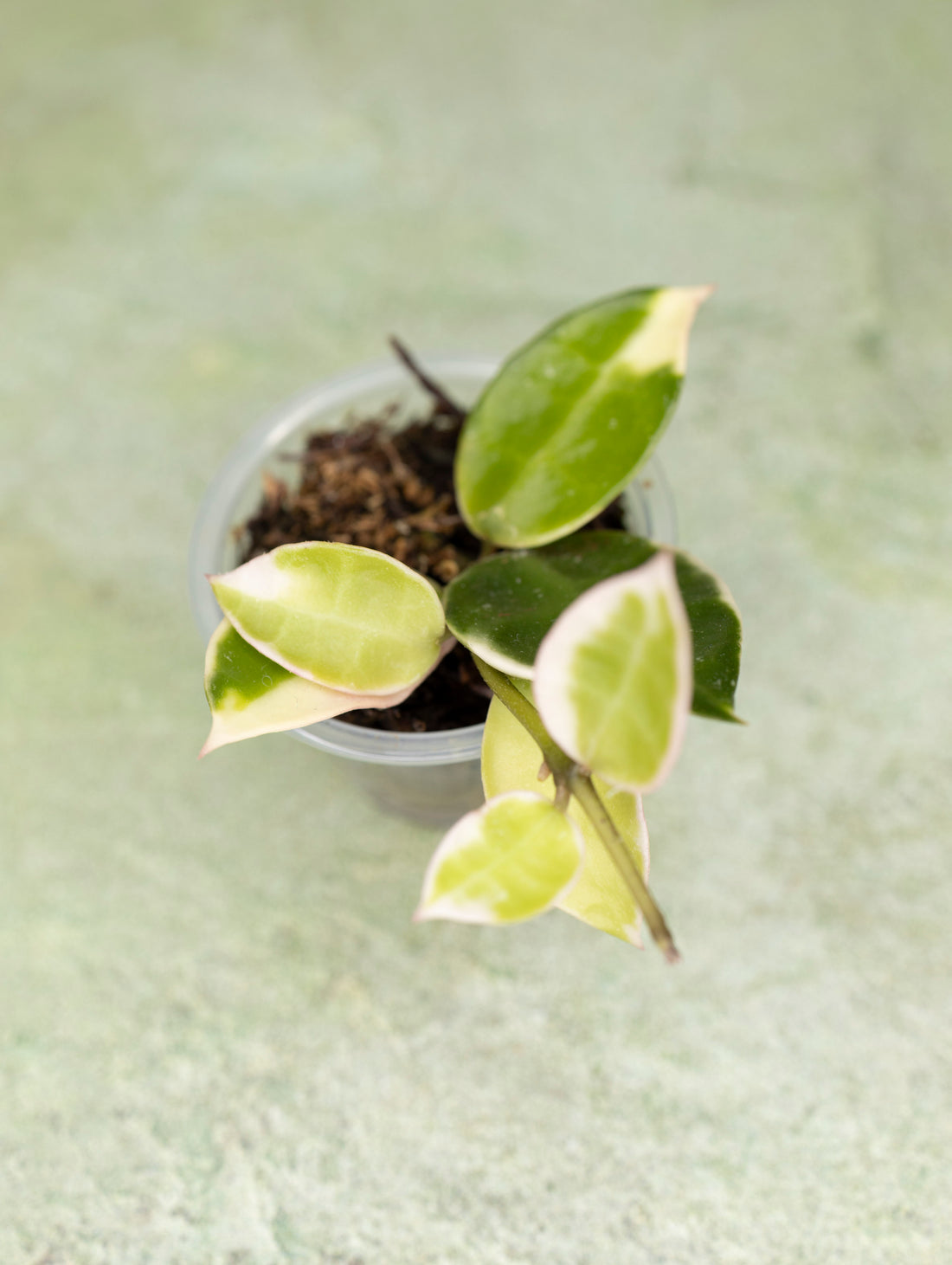 Hoya Lacunosa Asami
