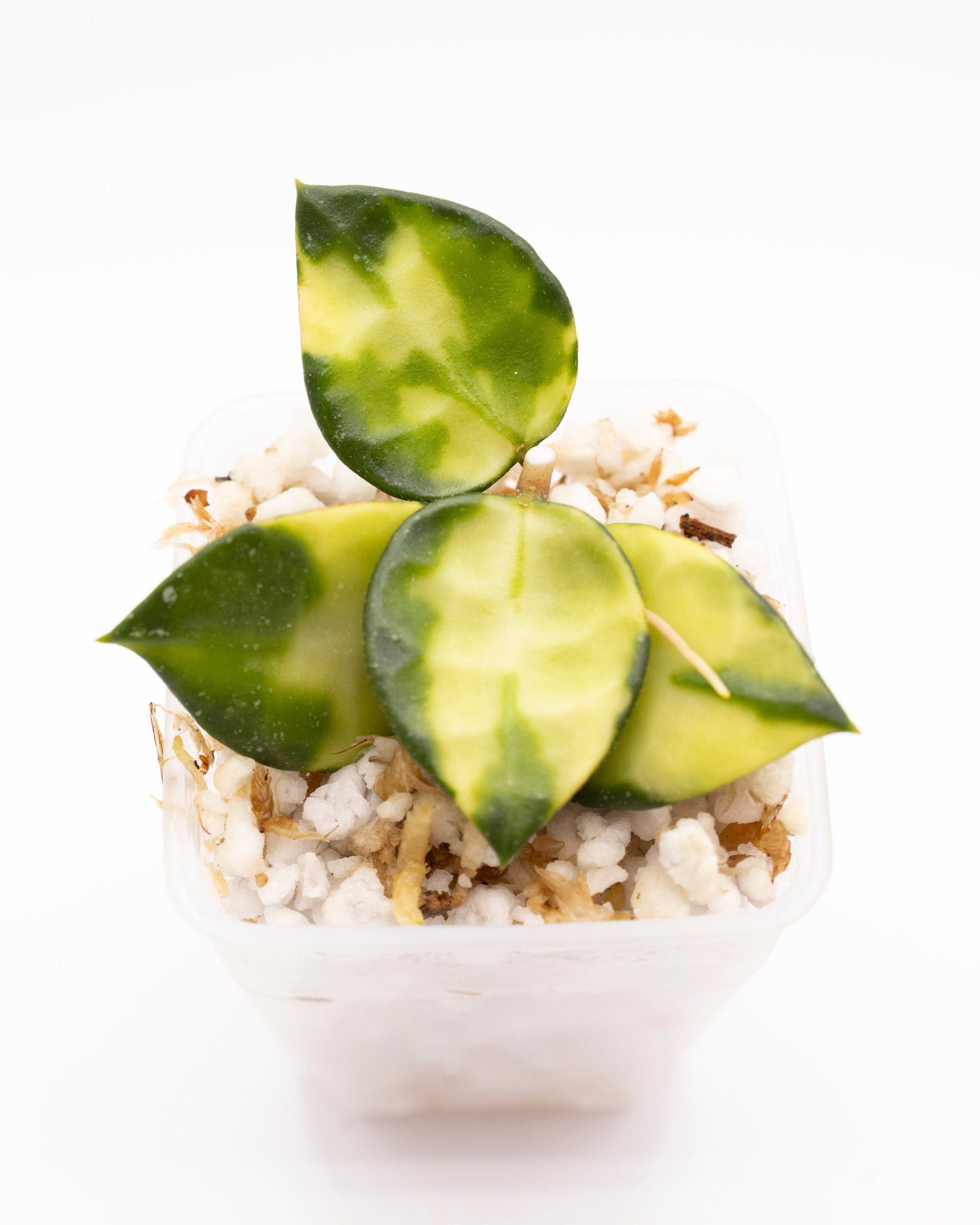 Hoya Lacunosa Asami Inner Variegated