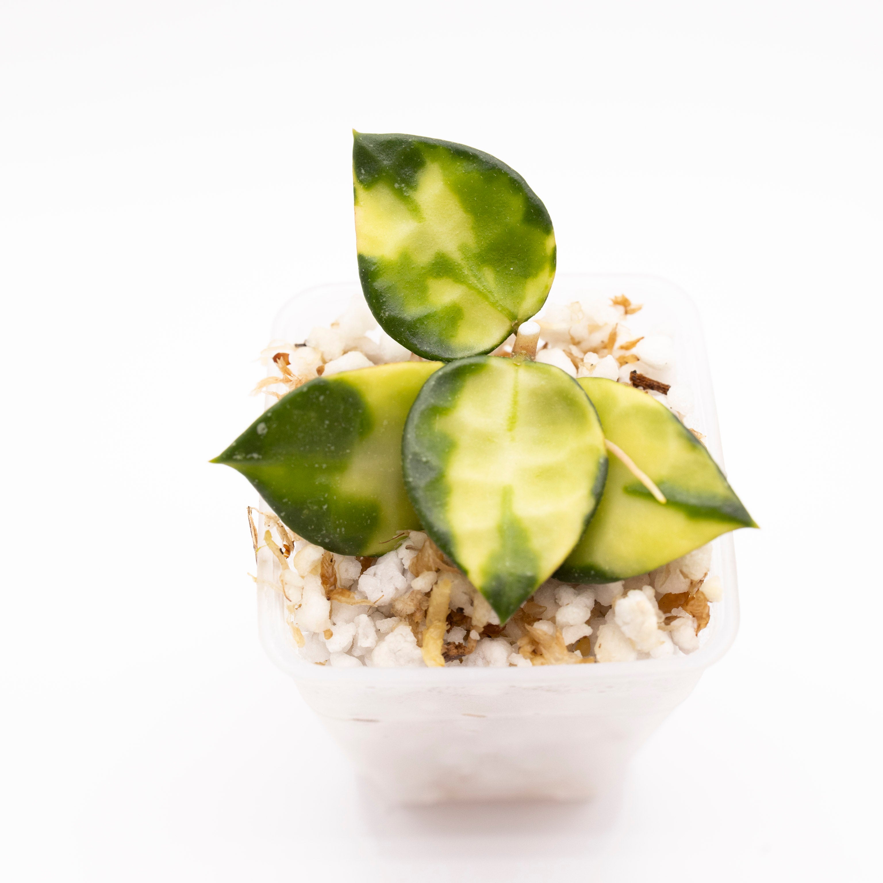 Hoya Lacunosa Asami Inner Variegated