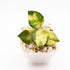 Hoya Lacunosa Asami Inner Variegated