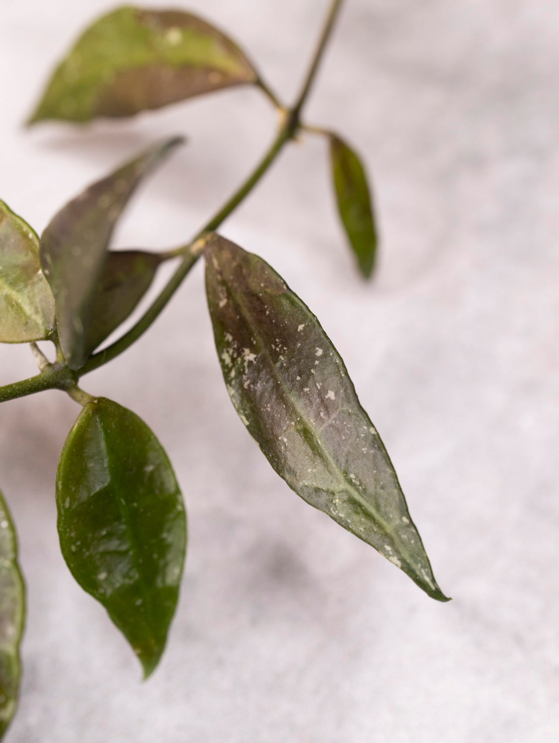Hoya lacunosa &