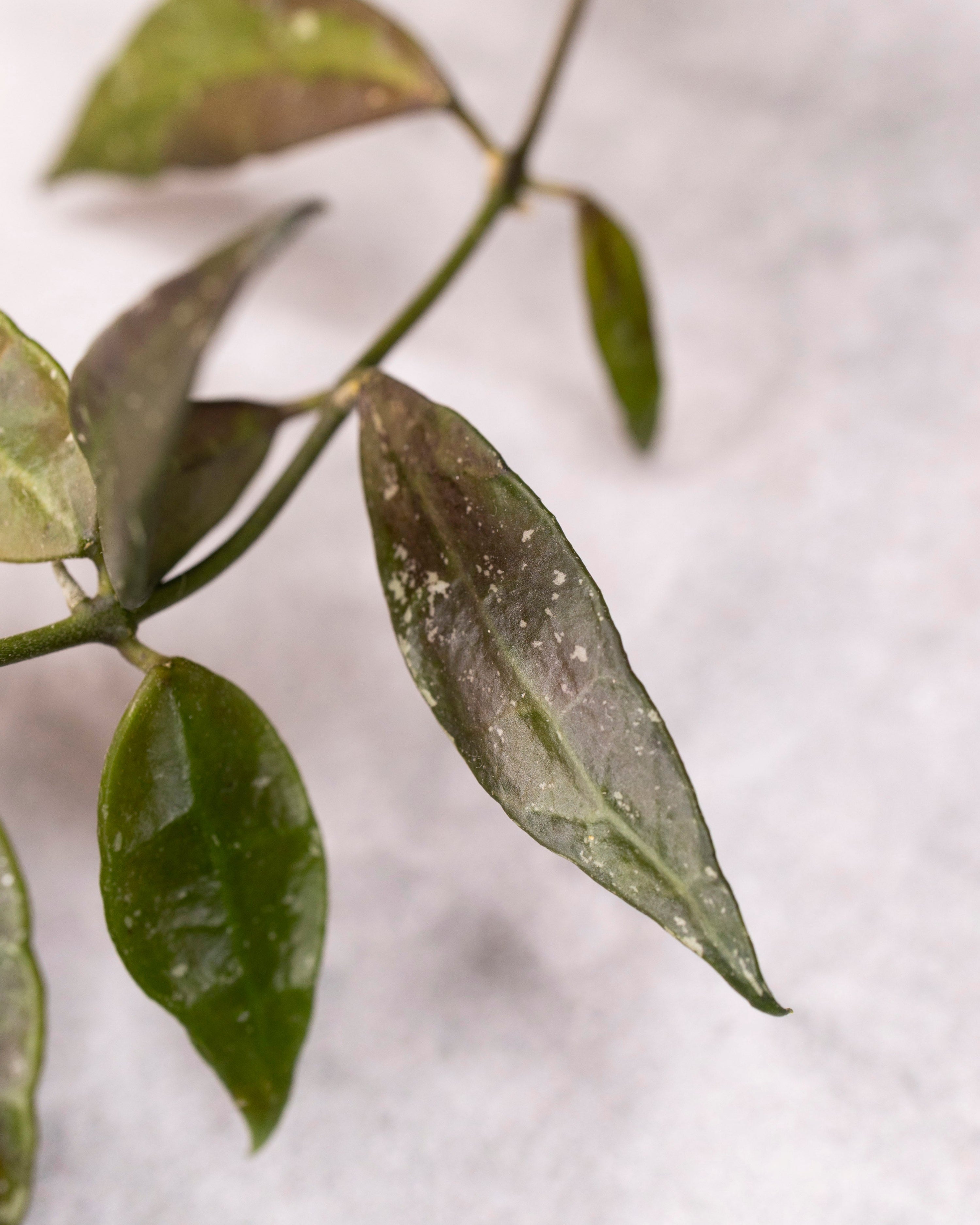 Close-up of green leaves with a blurred background