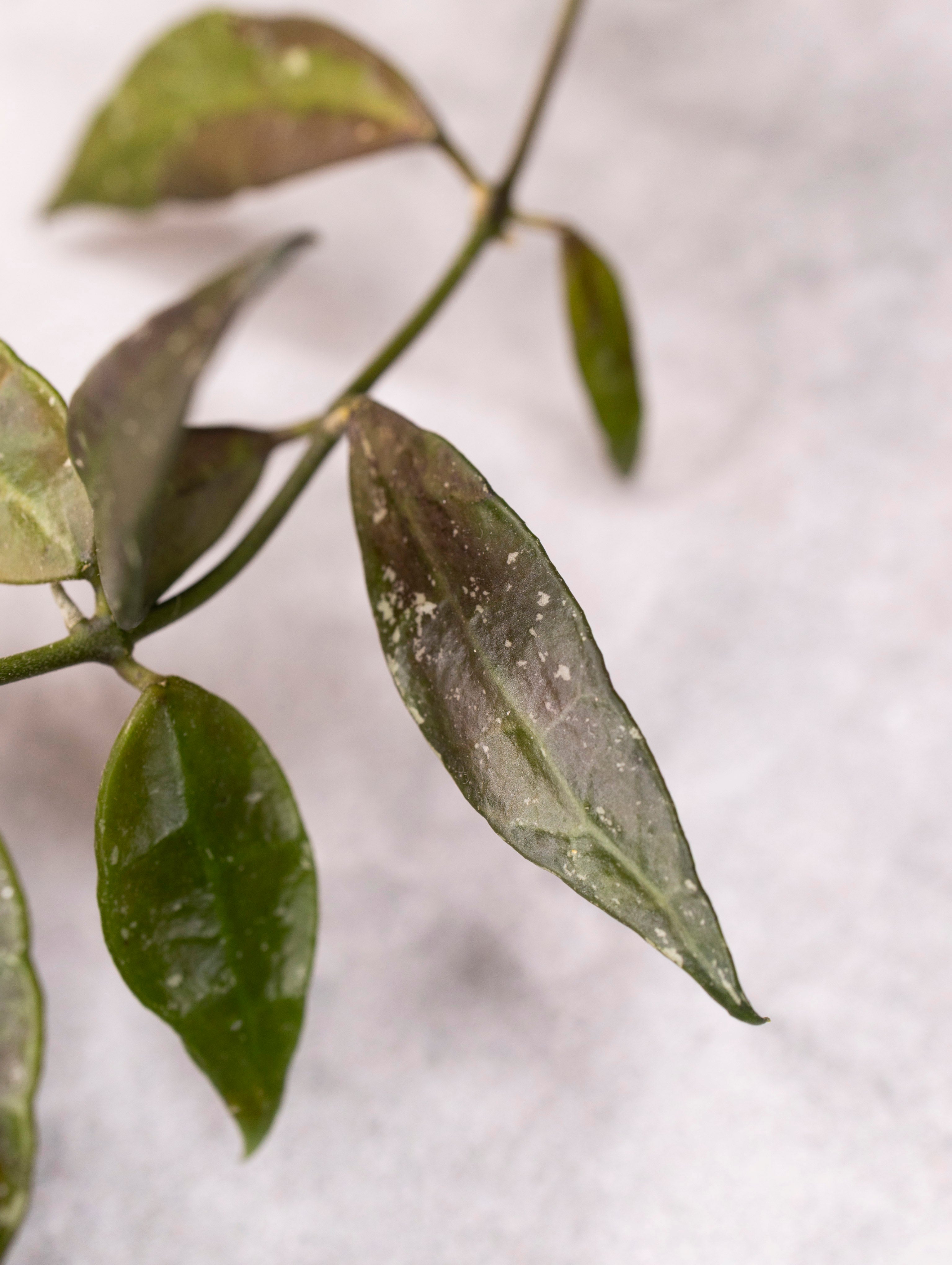 Hoya lacunosa &