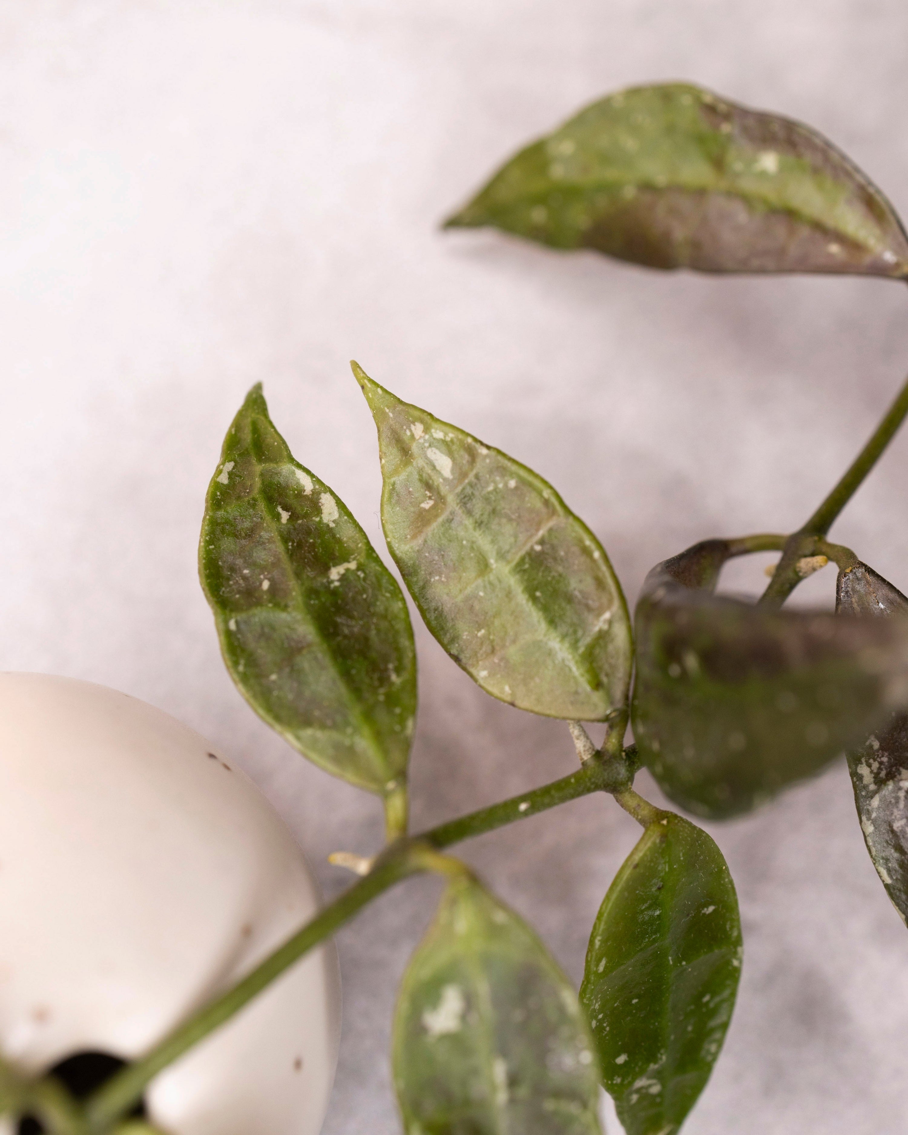 Close-up of a plant with green leaves on a white background
