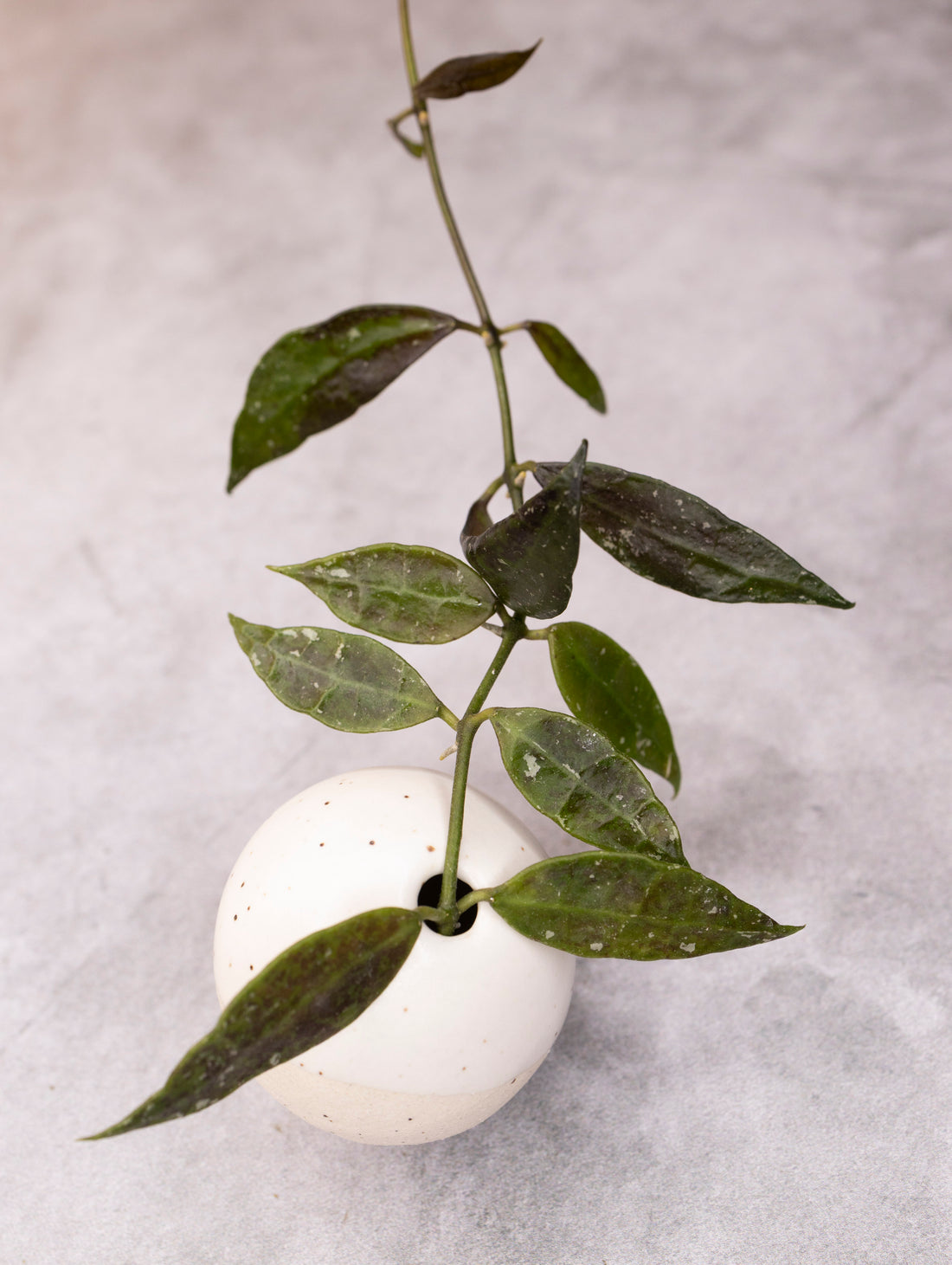 Hoya lacunosa &