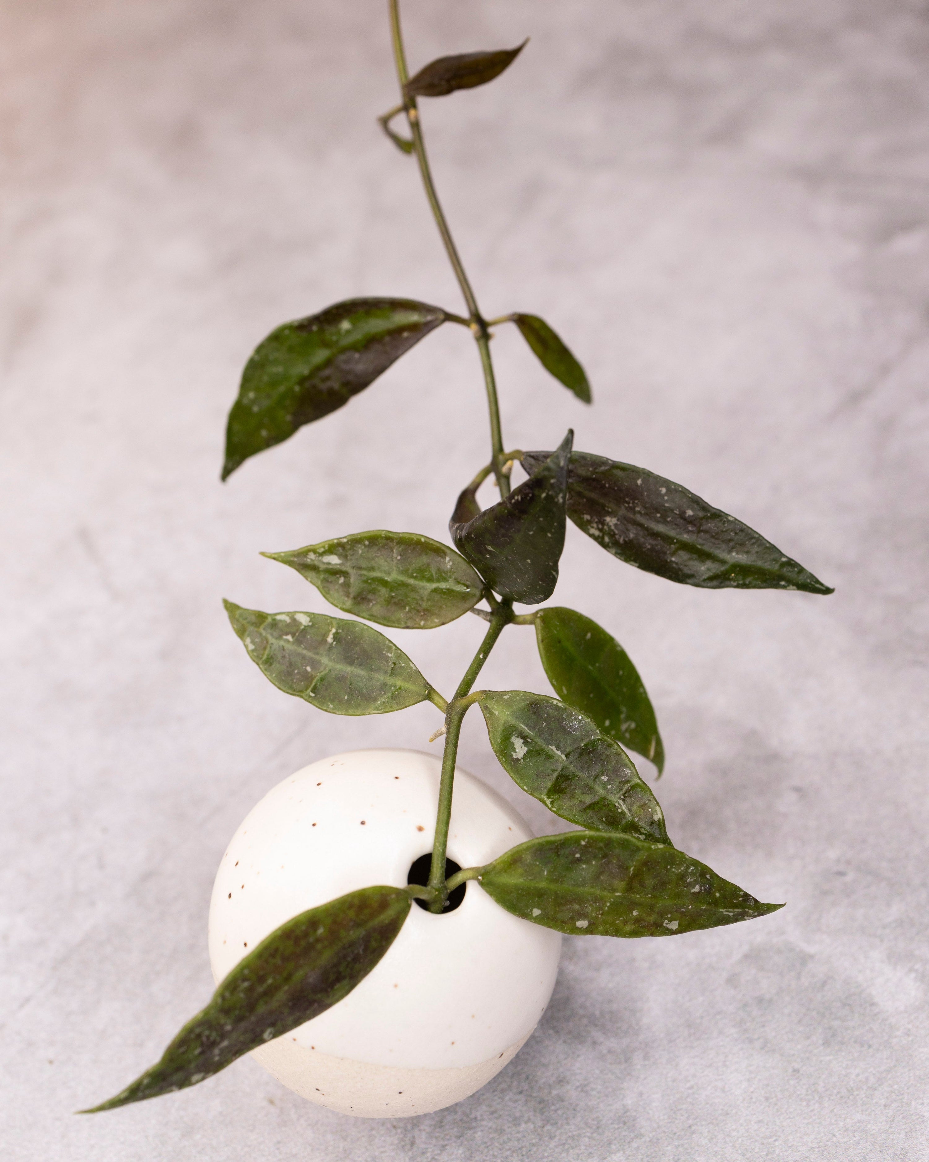 Hoya lacunosa &