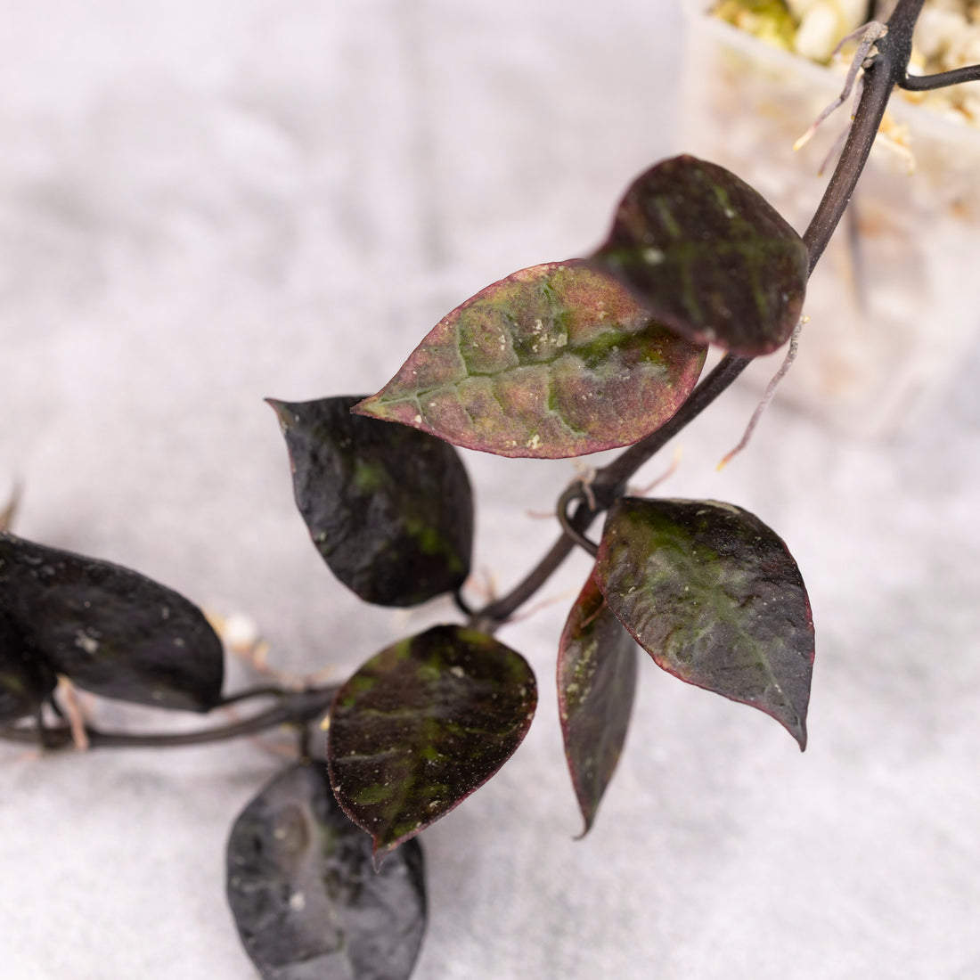 Hoya Lacunosa Black Leaves