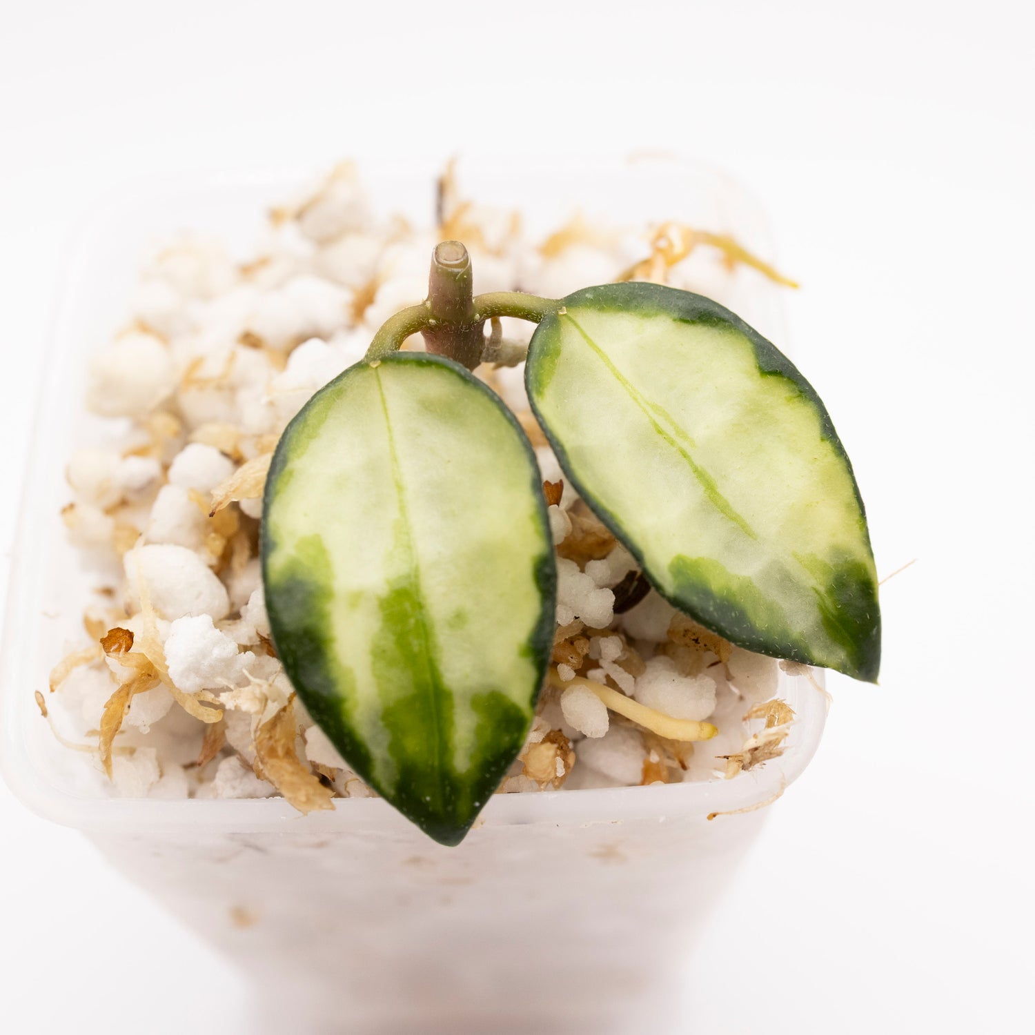 Hoya Lacunosa Bruno Tricolor