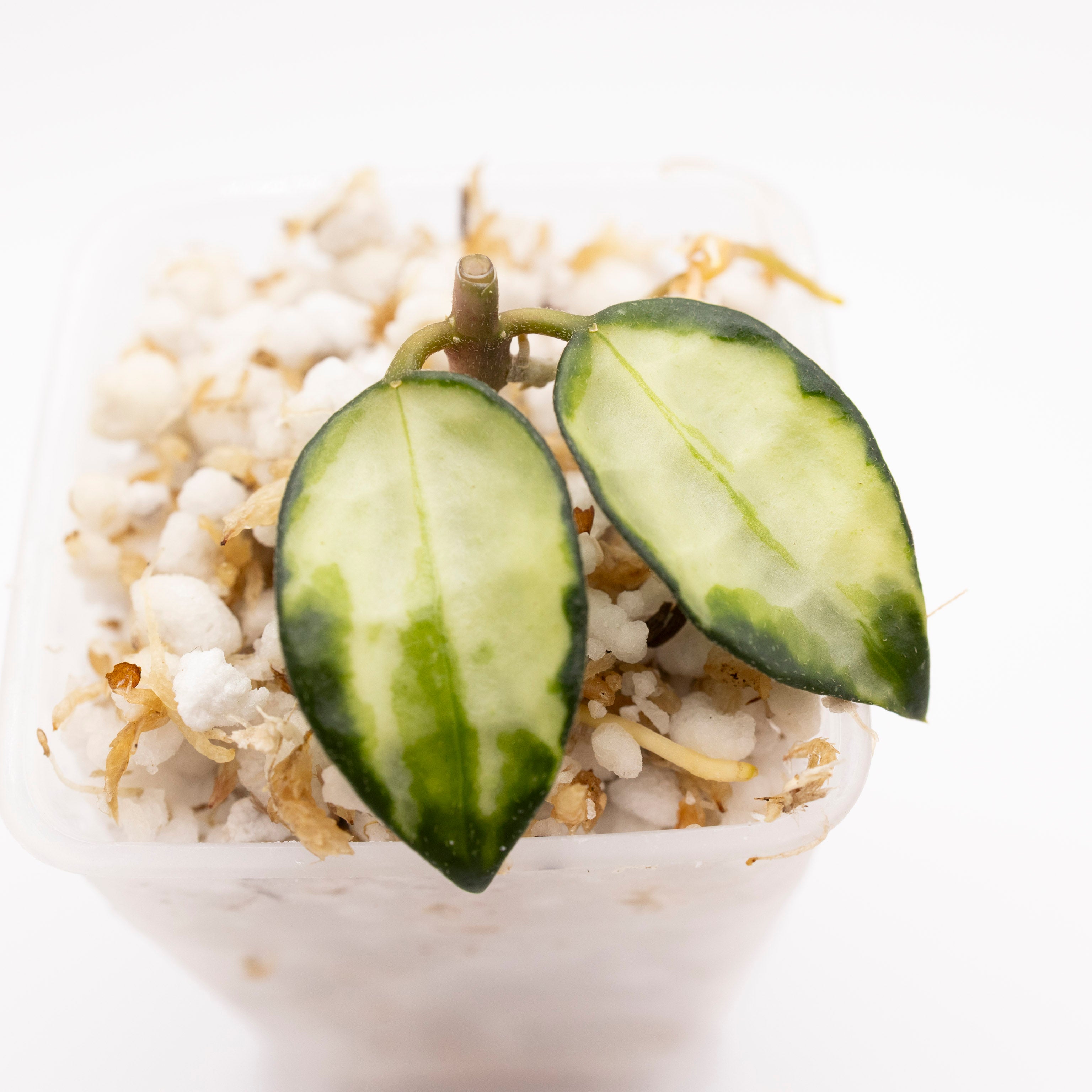 Hoya Lacunosa Bruno Tricolor