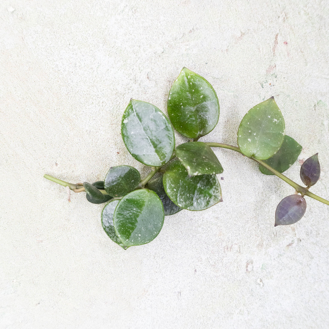 Hoya Lacunosa Fraser Hills