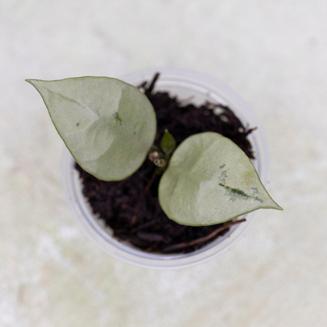 Hoya Lacunosa Full Moon