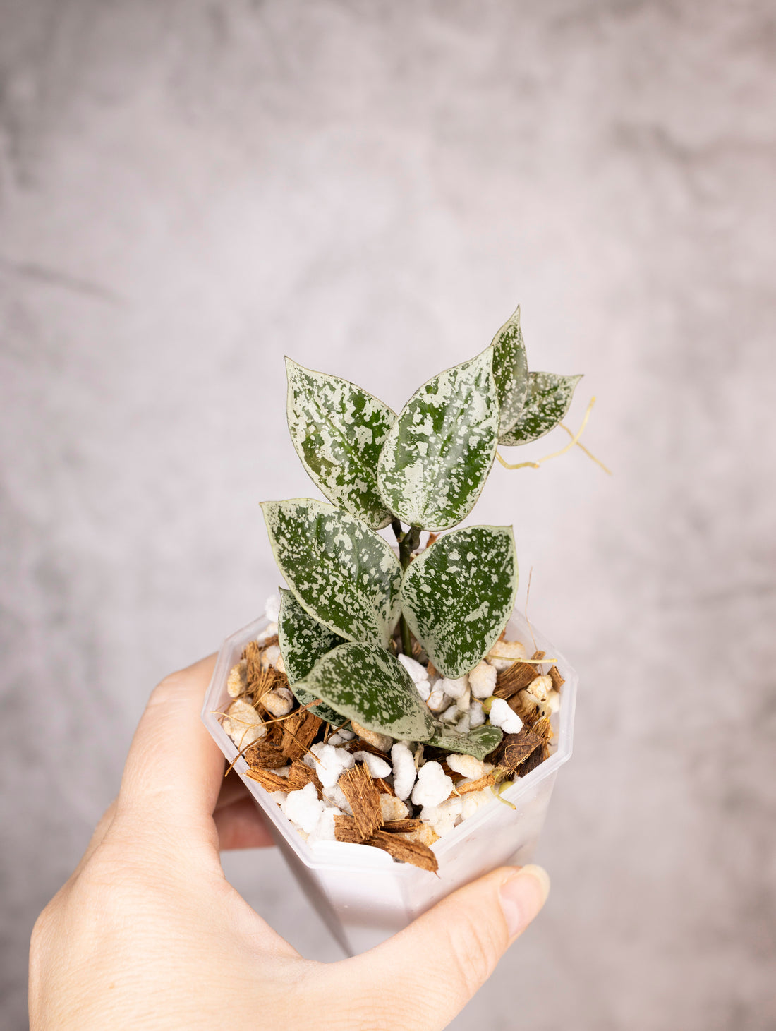 Hoya lacunosa &