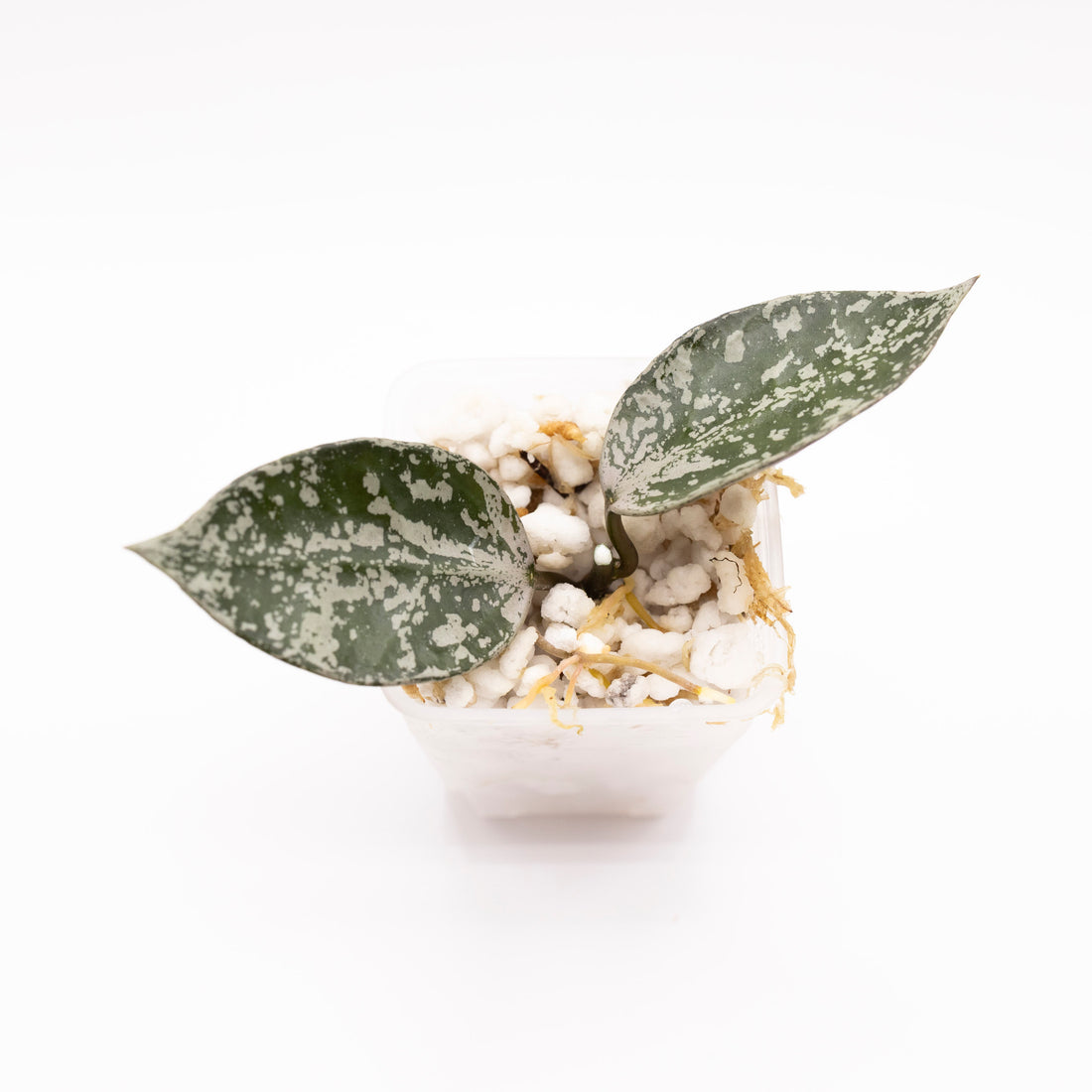 Hoya Lacunosa Gayung