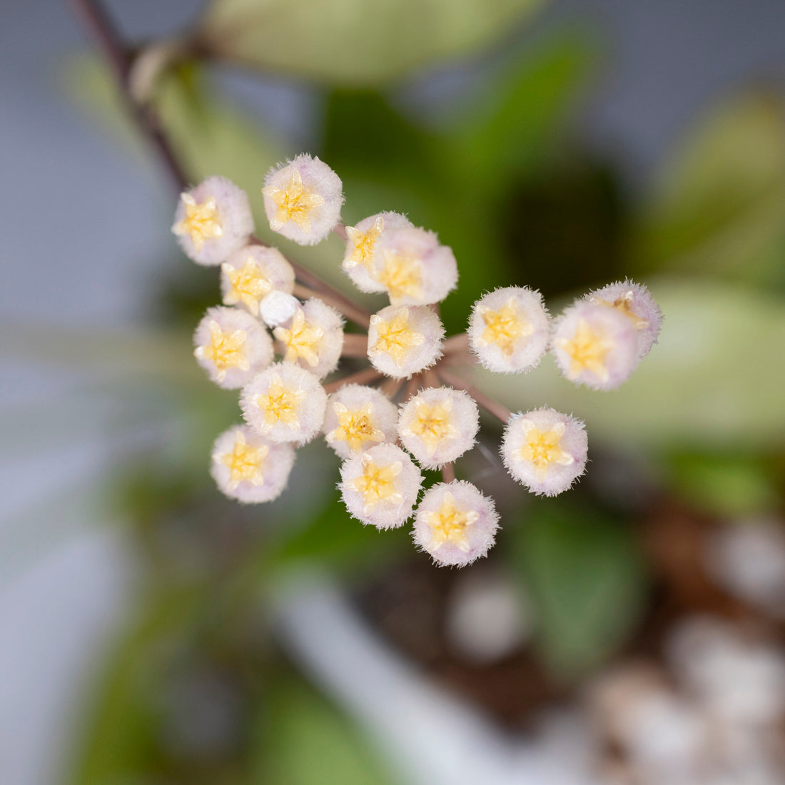 Close-up of a cluster of small white flowers with yellow centers.