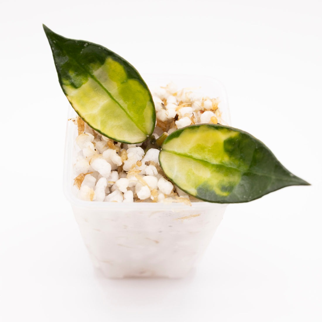 Hoya Lacunosa Green on Green