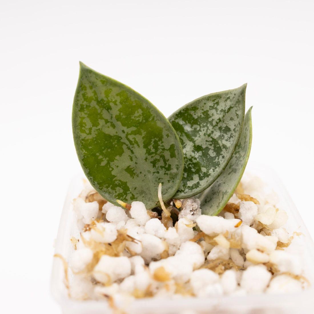 Hoya Lacunosa Grey Ash Splash