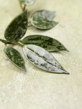 Hoya Lacunosa Grey Ash Splash