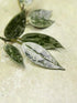 Hoya Lacunosa Grey Ash Splash